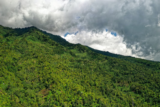 Planta Mi Árbol: una empresa única e innovadora en Costa Rica