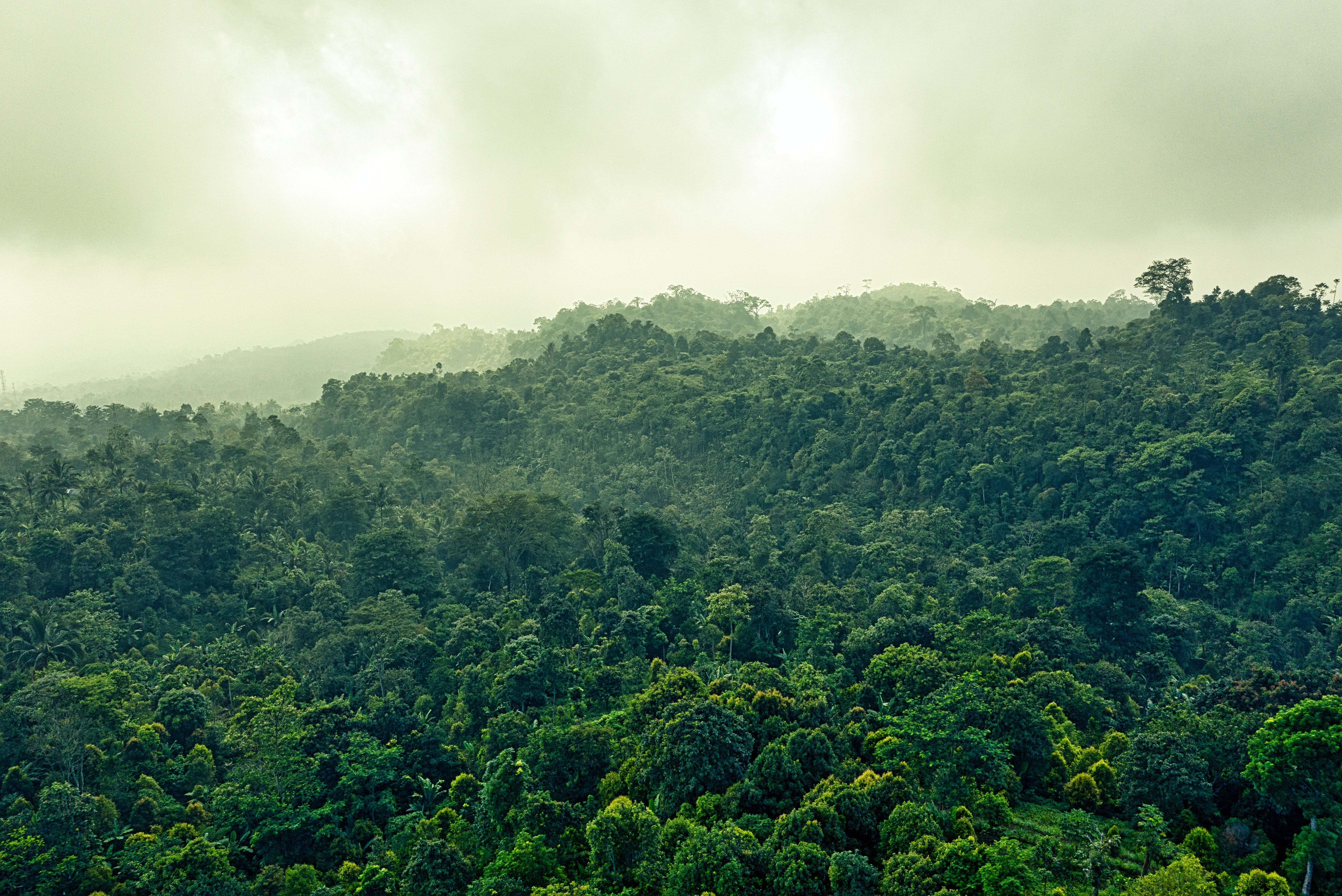¿Porqué es necesario sembrar árboles en Costa Rica?