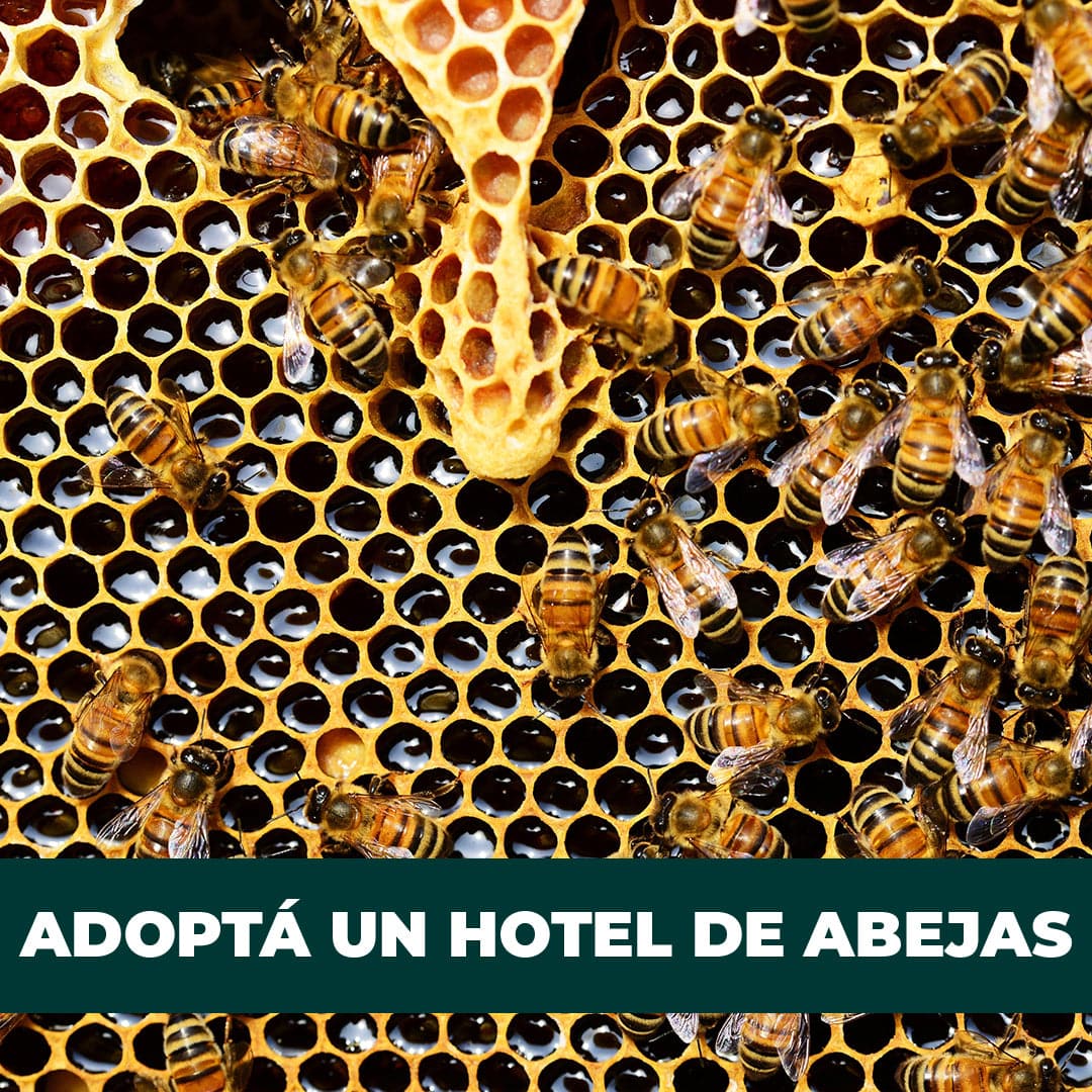 Adoptá un hotel de abejas